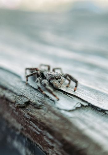 spider, insect, closeup Wallpaper 1668x2388