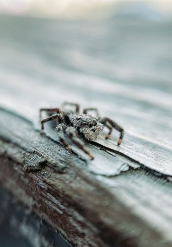 spider, insect, closeup Wallpaper 1640x2360