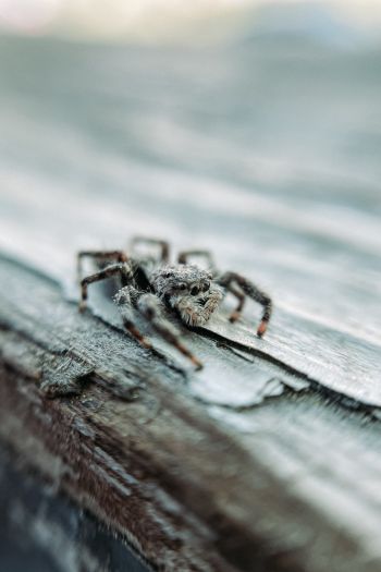 spider, insect, closeup Wallpaper 640x960