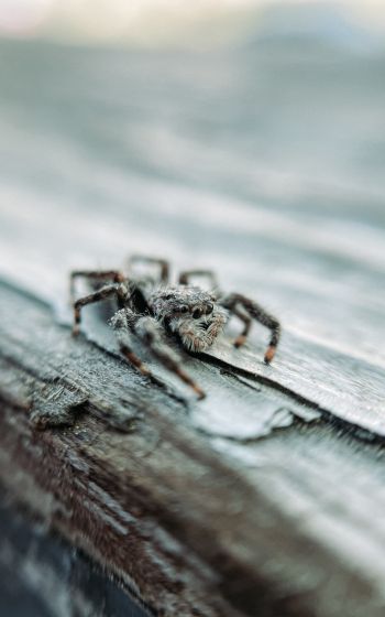 spider, insect, closeup Wallpaper 800x1280