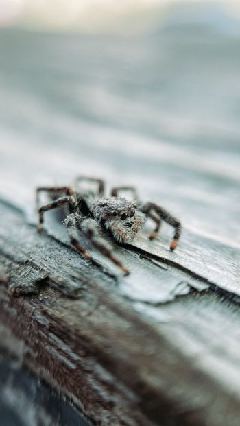 spider, insect, closeup Wallpaper 640x1136