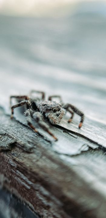 spider, insect, closeup Wallpaper 1080x2220