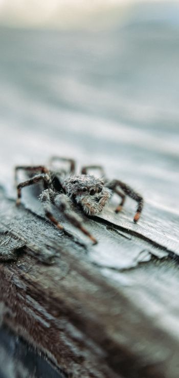 spider, insect, closeup Wallpaper 1080x2280