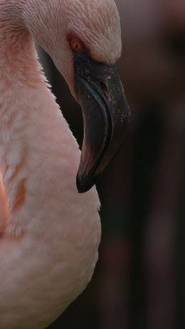 Kyoto, Kyoto prefecture Japan, flamingo Wallpaper 640x1136