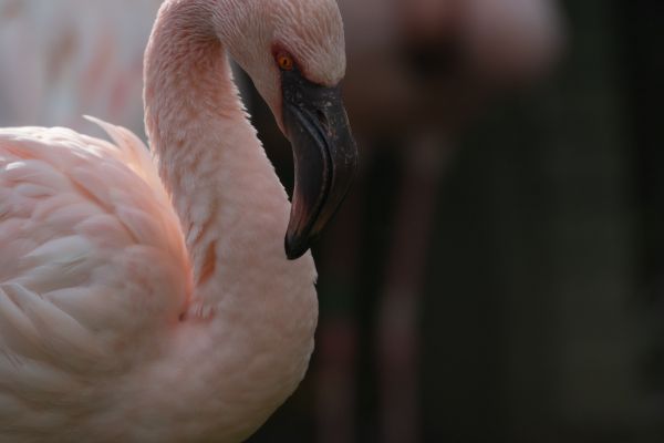 Kyoto, Kyoto prefecture Japan, flamingo Wallpaper 5568x3712