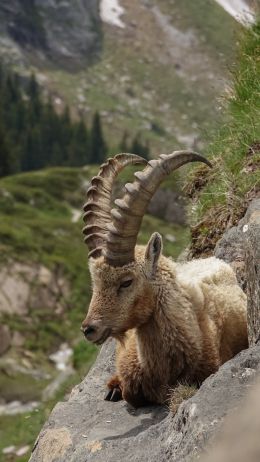 wild goat, scale, cliff, height Wallpaper 1440x2560