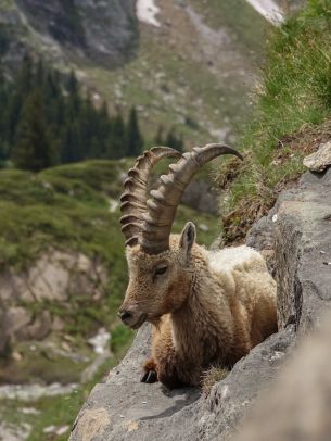 wild goat, scale, cliff, height Wallpaper 1620x2160
