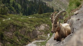wild goat, scale, cliff, height Wallpaper 1280x720