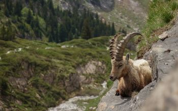 wild goat, scale, cliff, height Wallpaper 2560x1600