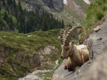 wild goat, scale, cliff, height Wallpaper 1024x768