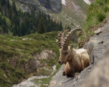 wild goat, scale, cliff, height Wallpaper 1280x1024