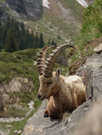 wild goat, scale, cliff, height Wallpaper 1620x2160
