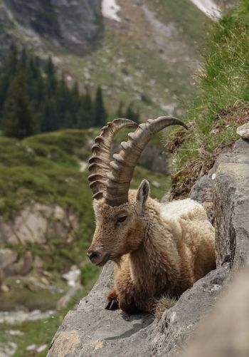 wild goat, scale, cliff, height Wallpaper 1668x2388