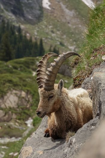 wild goat, scale, cliff, height Wallpaper 640x960