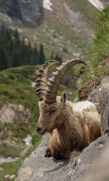 wild goat, scale, cliff, height Wallpaper 1200x2000