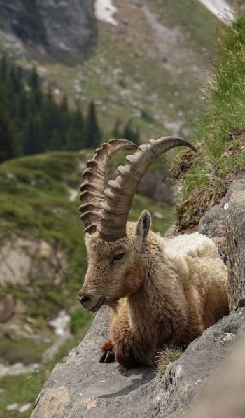 wild goat, scale, cliff, height Wallpaper 600x1024