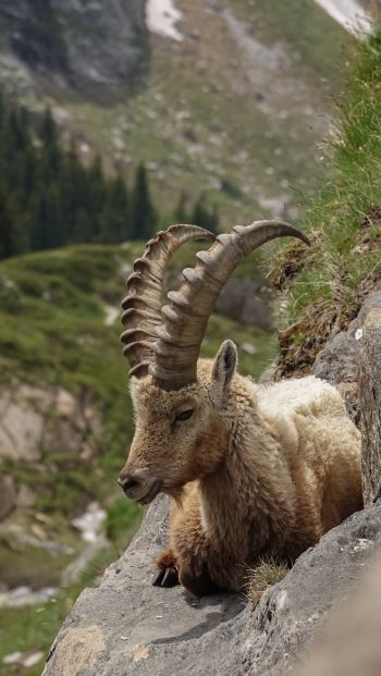wild goat, scale, cliff, height Wallpaper 640x1136