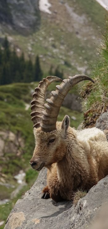 wild goat, scale, cliff, height Wallpaper 720x1520