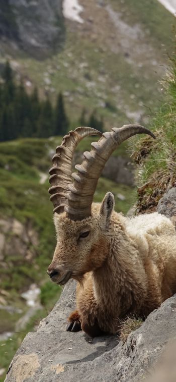 wild goat, scale, cliff, height Wallpaper 828x1792
