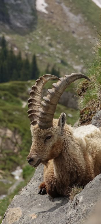 wild goat, scale, cliff, height Wallpaper 1080x2400