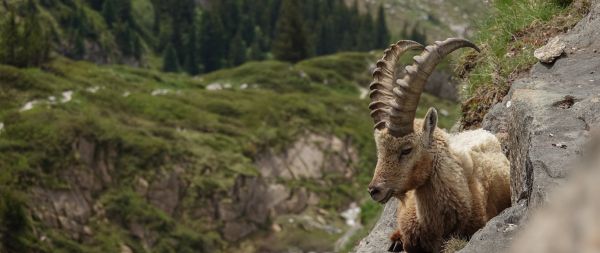 wild goat, scale, cliff, height Wallpaper 2560x1080