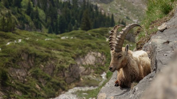 wild goat, scale, cliff, height Wallpaper 1920x1080