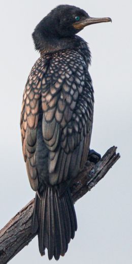 cormorant, bird, close up Wallpaper 720x1440