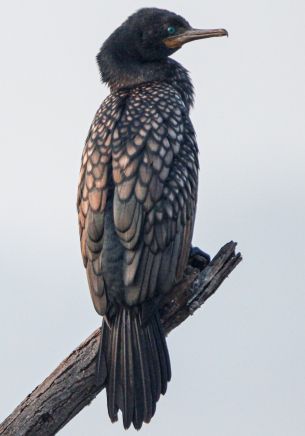 cormorant, bird, close up Wallpaper 1668x2388