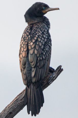 cormorant, bird, close up Wallpaper 640x960