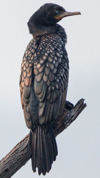 cormorant, bird, close up Wallpaper 640x1136