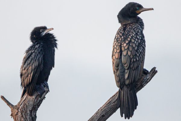 cormorant, bird, close up Wallpaper 3960x2640