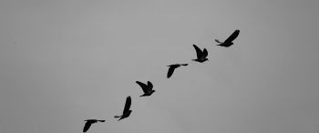 pigeons, flight, height, freedom Wallpaper 3440x1440
