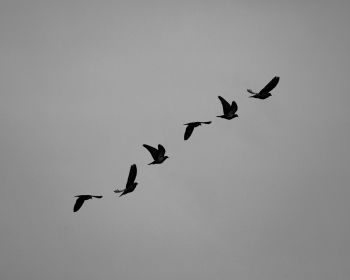 pigeons, flight, height, freedom Wallpaper 1280x1024