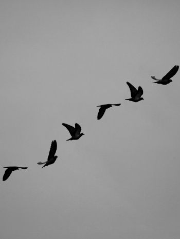 Обои 2048x2732 голуби, полет, высота, свобода