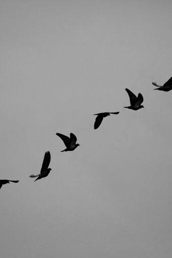pigeons, flight, height, freedom Wallpaper 640x960