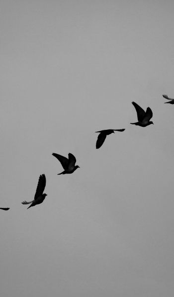 Обои 600x1024 голуби, полет, высота, свобода