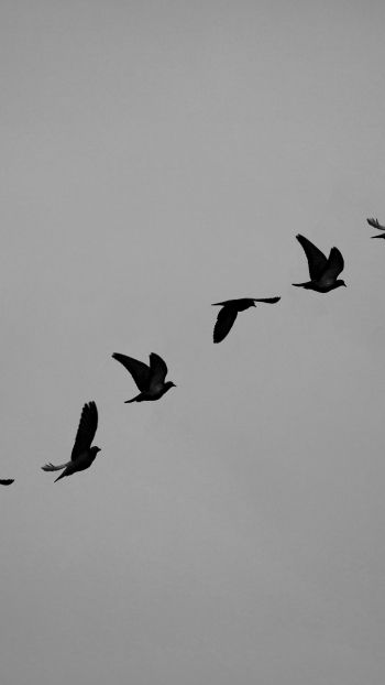 Обои 1440x2560 голуби, полет, высота, свобода
