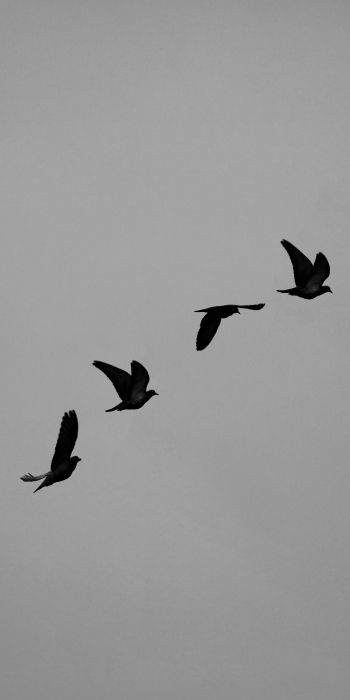 pigeons, flight, height, freedom Wallpaper 720x1440