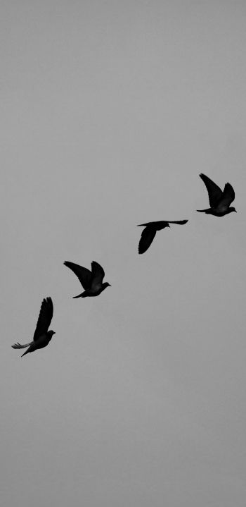 pigeons, flight, height, freedom Wallpaper 1080x2220