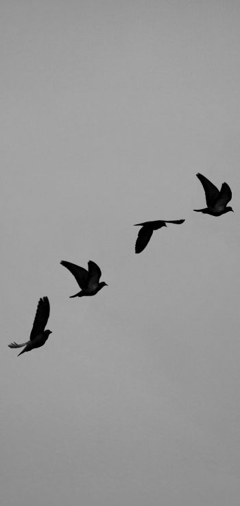 pigeons, flight, height, freedom Wallpaper 720x1520