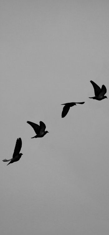 pigeons, flight, height, freedom Wallpaper 828x1792