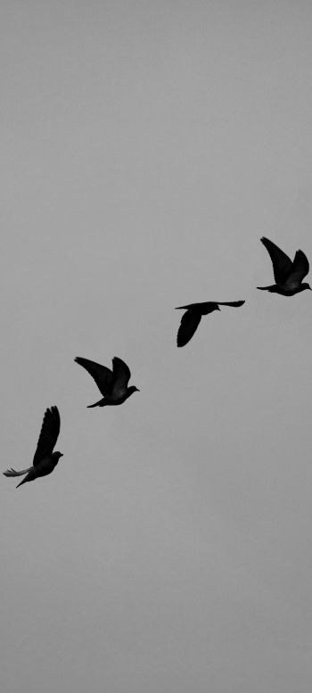 pigeons, flight, height, freedom Wallpaper 1080x2400