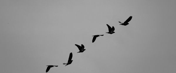 pigeons, flight, height, freedom Wallpaper 3440x1440