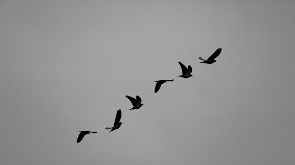 pigeons, flight, height, freedom Wallpaper 1280x720