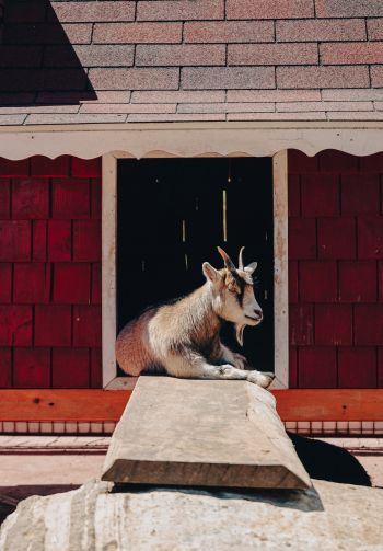 Tecpan Guatemala, Tecpan Guatemala, Guatemala, goat Wallpaper 1640x2360