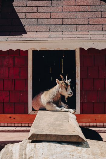 Tecpan Guatemala, Tecpan Guatemala, Guatemala, goat Wallpaper 640x960