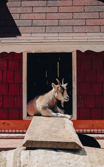 Tecpan Guatemala, Tecpan Guatemala, Guatemala, goat Wallpaper 1600x2560