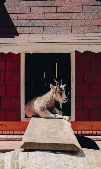 Tecpan Guatemala, Tecpan Guatemala, Guatemala, goat Wallpaper 1200x2000