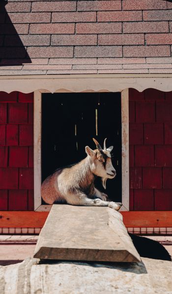 Tecpan Guatemala, Tecpan Guatemala, Guatemala, goat Wallpaper 600x1024