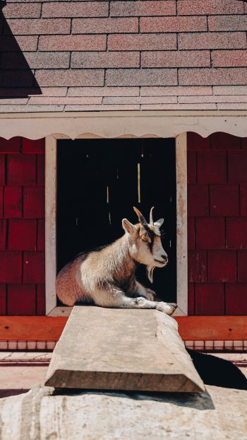 Tecpan Guatemala, Tecpan Guatemala, Guatemala, goat Wallpaper 1440x2560